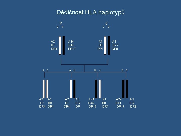 Dědičnost HLA haplotypů ♀ ♂ a b c d A 24 A 1 A