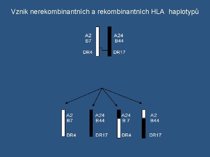  Vznik nerekombinantních a rekombinantních HLA haplotypů 