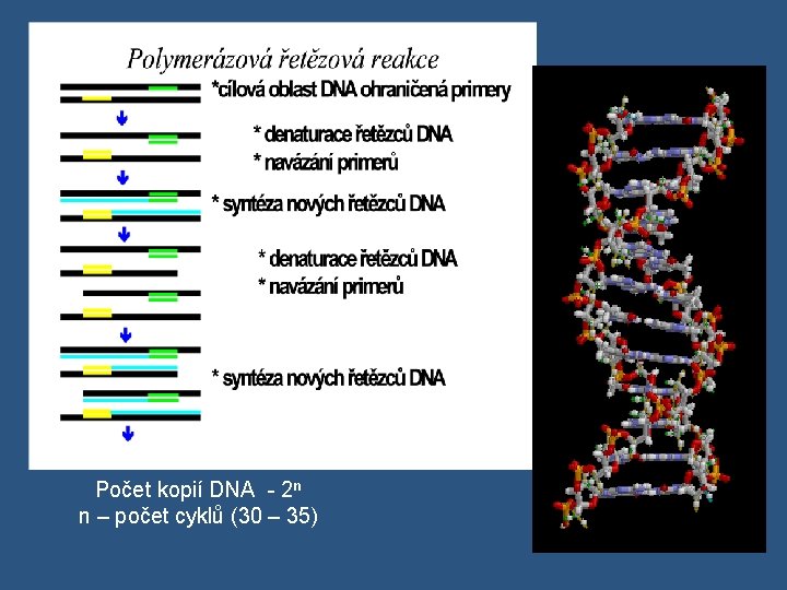 Počet kopií DNA - 2 n n – počet cyklů (30 – 35) 