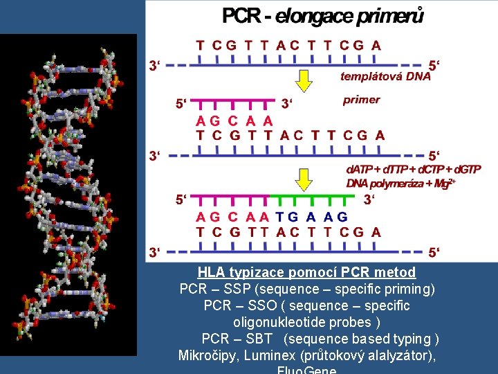 HLA typizace pomocí PCR metod PCR – SSP (sequence – specific priming) PCR –