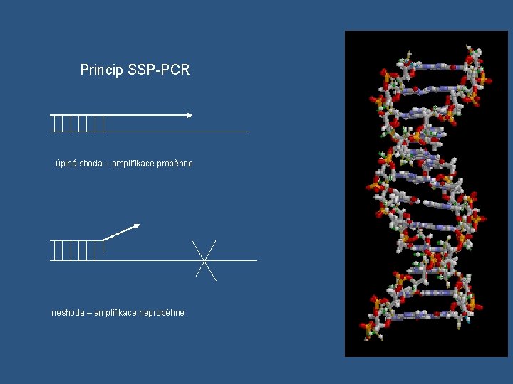 Princip SSP-PCR úplná shoda – amplifikace proběhne neshoda – amplifikace neproběhne 