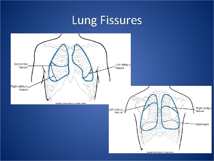 Lung Fissures 