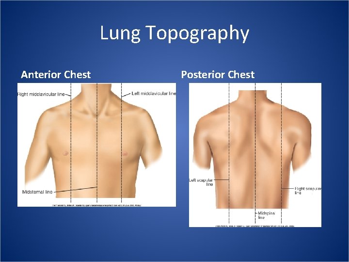 Lung Topography Anterior Chest Posterior Chest 