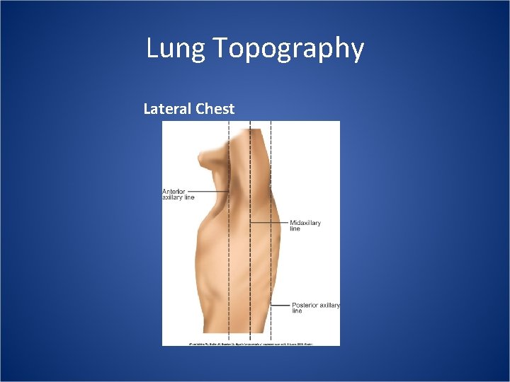 Lung Topography Lateral Chest 