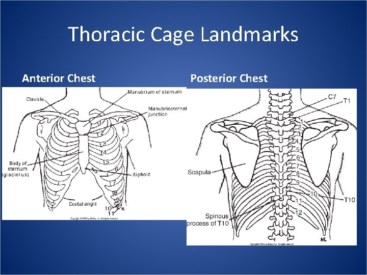 Thoracic Cage Landmarks Anterior Chest Posterior Chest 