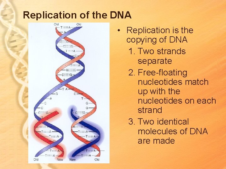 Replication of the DNA • Replication is the copying of DNA 1. Two strands Replication of the DNA • Replication is the copying of DNA 1. Two strands