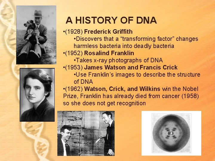 A HISTORY OF DNA • (1928) Frederick Griffith • Discovers that a “transforming factor” A HISTORY OF DNA • (1928) Frederick Griffith • Discovers that a “transforming factor”