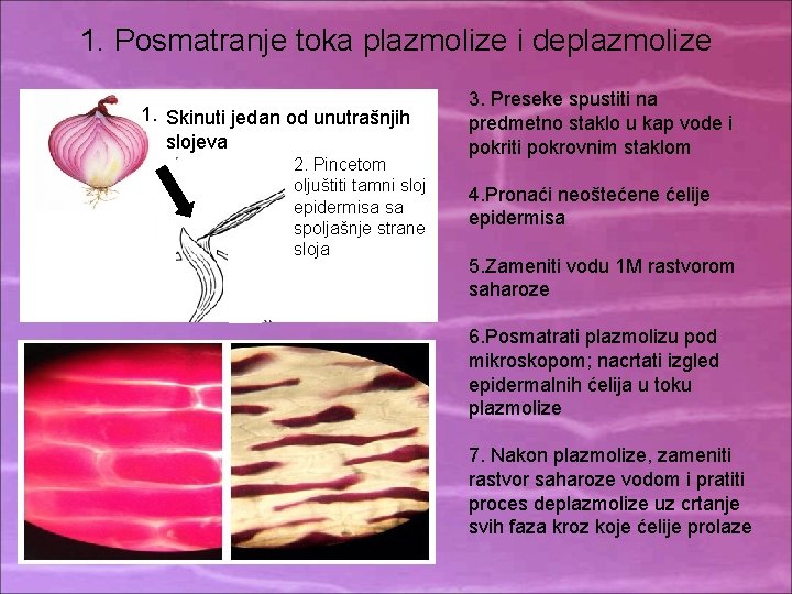 1. Posmatranje toka plazmolize i deplazmolize 1. Skinuti jedan od unutrašnjih slojeva 2. Pincetom 1. Posmatranje toka plazmolize i deplazmolize 1. Skinuti jedan od unutrašnjih slojeva 2. Pincetom