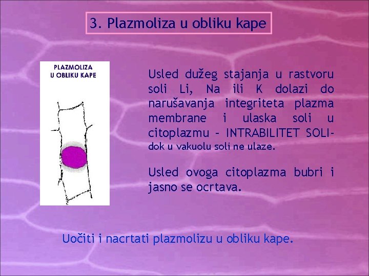 3. Plazmoliza u obliku kape Usled dužeg stajanja u rastvoru soli Li, Na ili 3. Plazmoliza u obliku kape Usled dužeg stajanja u rastvoru soli Li, Na ili