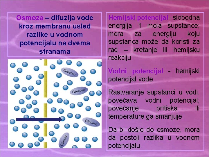 Osmoza – difuzija vode kroz membranu usled razlike u vodnom potencijalu na dvema stranama Osmoza – difuzija vode kroz membranu usled razlike u vodnom potencijalu na dvema stranama