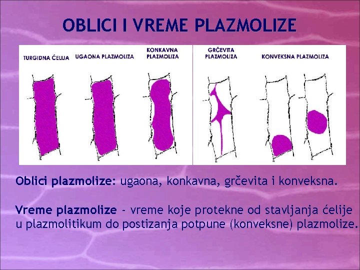 OBLICI I VREME PLAZMOLIZE Oblici plazmolize: ugaona, konkavna, grčevita i konveksna. Vreme plazmolize - OBLICI I VREME PLAZMOLIZE Oblici plazmolize: ugaona, konkavna, grčevita i konveksna. Vreme plazmolize -