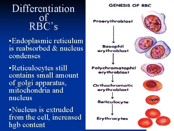 Reticulocyte Rbc Belinda Mandrell Belinda is a Pediatric Nurse Practitioner