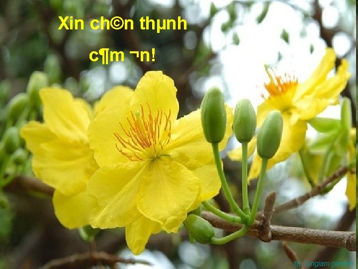 Xin ch©n thµnh c¶m ¬n! @ Tunglam garden 