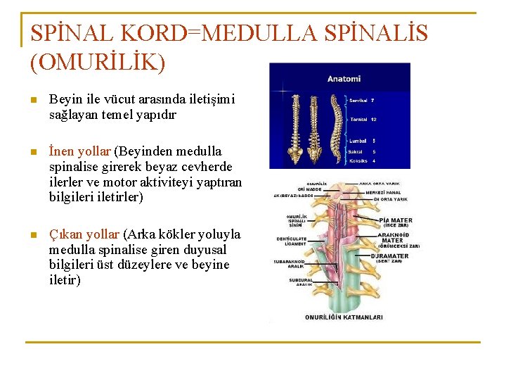 SPİNAL KORD=MEDULLA SPİNALİS (OMURİLİK) n Beyin ile vücut arasında iletişimi sağlayan temel yapıdır n