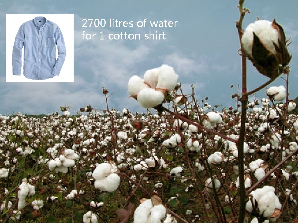 2700 litres of water for 1 cotton shirt 