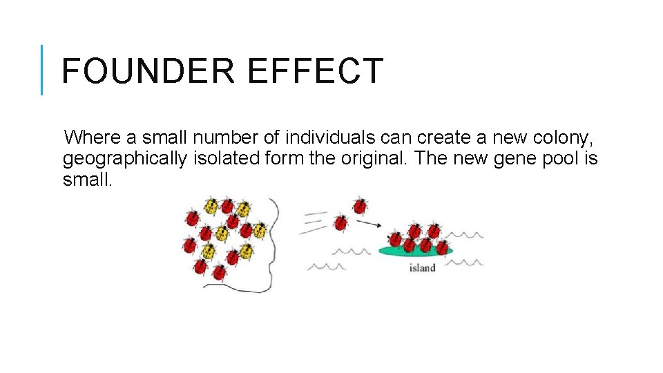 FOUNDER EFFECT Where a small number of individuals can create a new colony, geographically