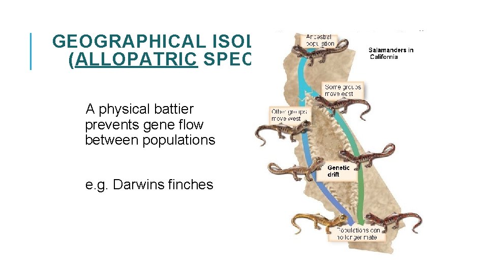 GEOGRAPHICAL ISOLATION (ALLOPATRIC SPECIATION) A physical battier prevents gene flow between populations e. g.