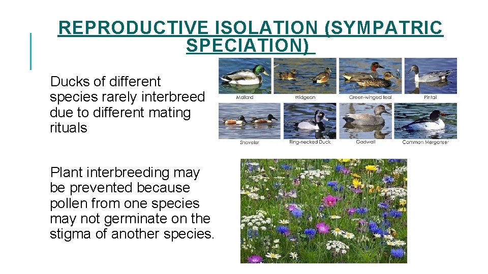 REPRODUCTIVE ISOLATION (SYMPATRIC SPECIATION) Ducks of different species rarely interbreed due to different mating