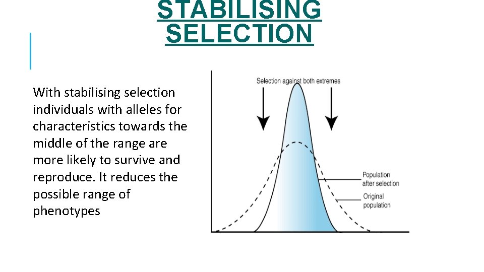 STABILISING SELECTION With stabilising selection individuals with alleles for characteristics towards the middle of