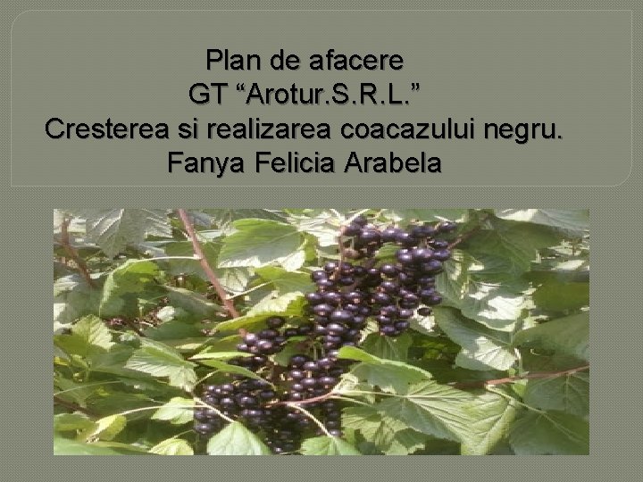 Plan de afacere GT “Arotur. S. R. L. ” Cresterea si realizarea coacazului negru.