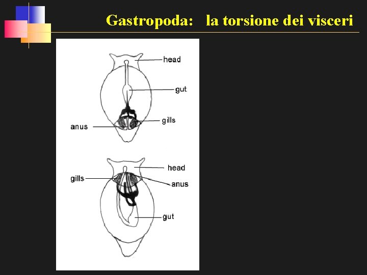 Gastropoda: la torsione dei visceri 