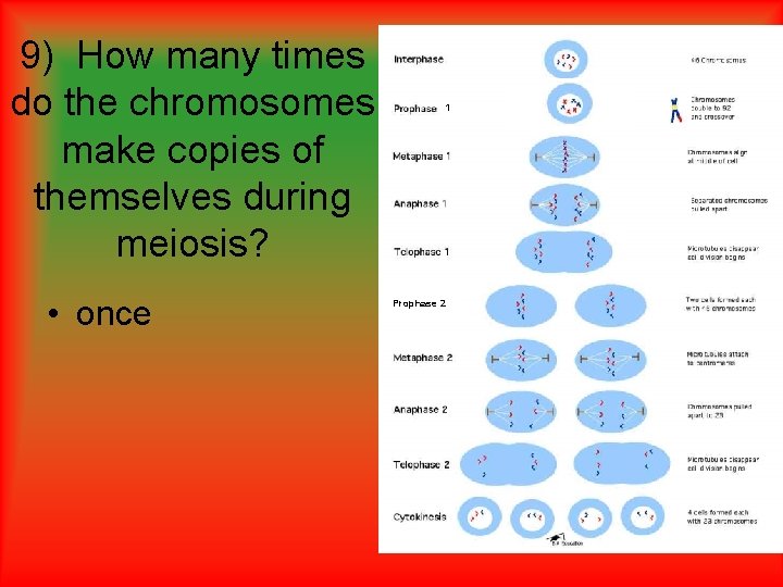 9) How many times do the chromosomes make copies of themselves during meiosis? •