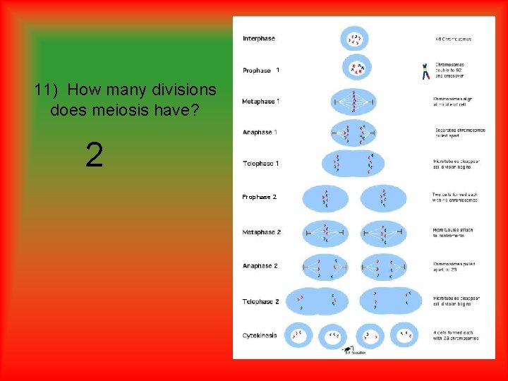 1 11) How many divisions does meiosis have? 2 Prophase 2 