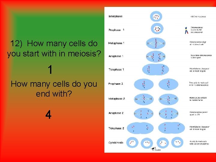 1 12) How many cells do you start with in meiosis? 1 How many 1 12) How many cells do you start with in meiosis? 1 How many