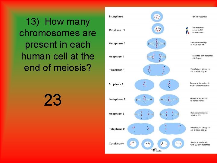 13) How many chromosomes are present in each human cell at the end of 13) How many chromosomes are present in each human cell at the end of