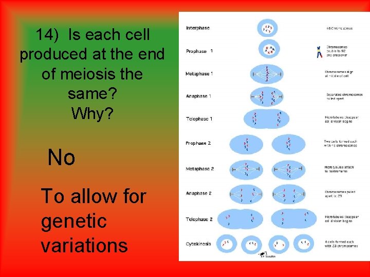 14) Is each cell produced at the end of meiosis the same? Why? No 14) Is each cell produced at the end of meiosis the same? Why? No