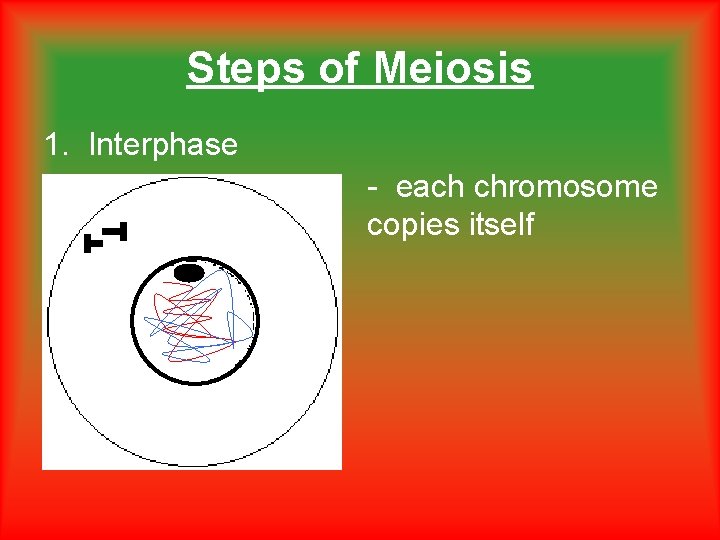 Steps of Meiosis 1. Interphase - each chromosome copies itself 