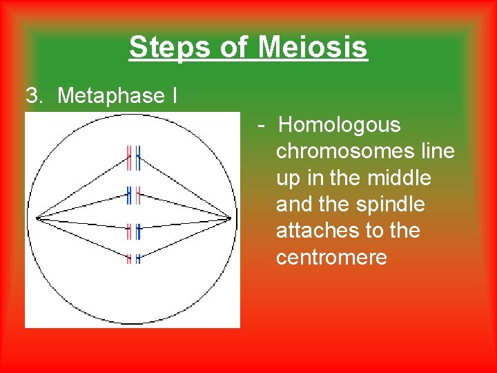 Steps of Meiosis 3. Metaphase I - Homologous chromosomes line up in the middle