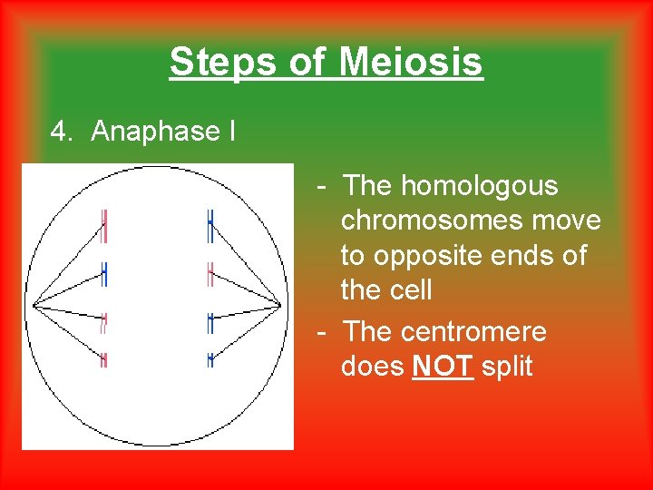 Steps of Meiosis 4. Anaphase I - The homologous chromosomes move to opposite ends Steps of Meiosis 4. Anaphase I - The homologous chromosomes move to opposite ends