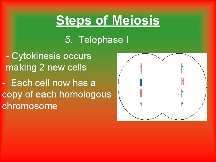 Steps of Meiosis 5. Telophase I - Cytokinesis occurs making 2 new cells - Steps of Meiosis 5. Telophase I - Cytokinesis occurs making 2 new cells -