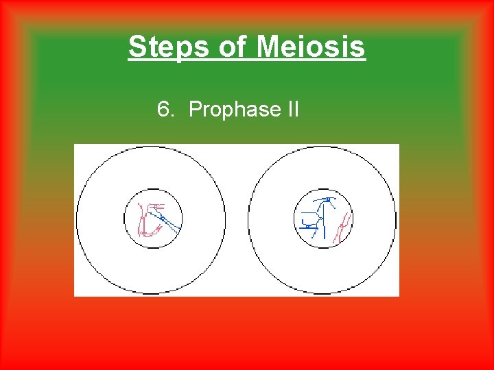 Steps of Meiosis 6. Prophase II Steps of Meiosis 6. Prophase II