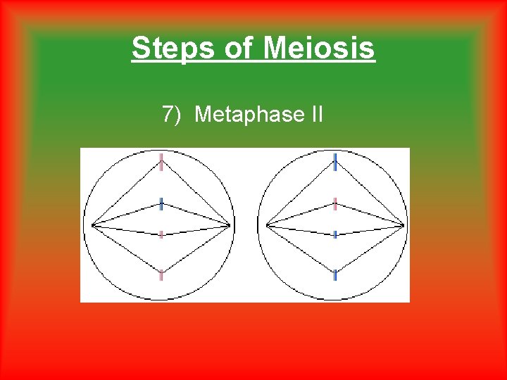 Steps of Meiosis 7) Metaphase II 