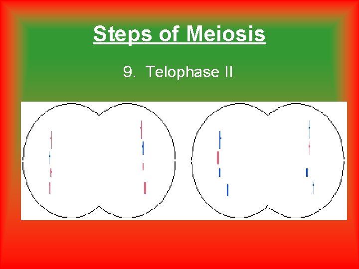 Steps of Meiosis 9. Telophase II Steps of Meiosis 9. Telophase II
