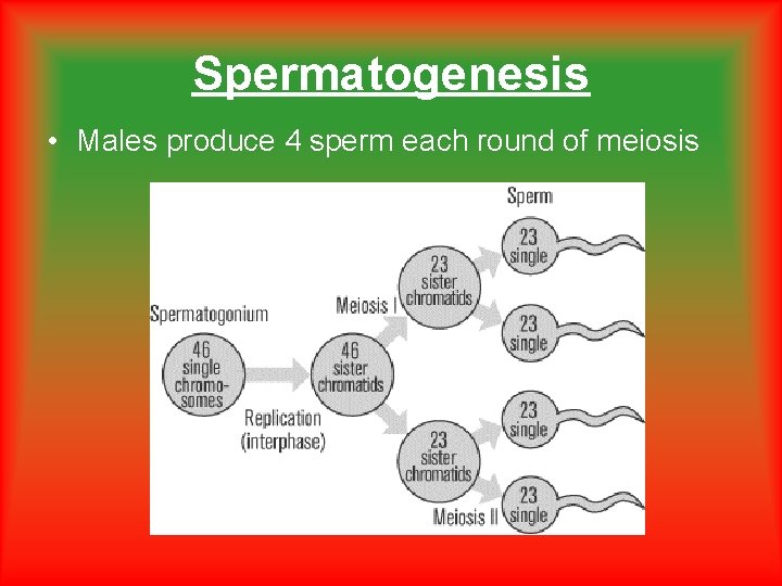 Spermatogenesis • Males produce 4 sperm each round of meiosis Spermatogenesis • Males produce 4 sperm each round of meiosis