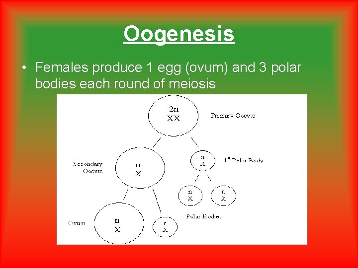 Oogenesis • Females produce 1 egg (ovum) and 3 polar bodies each round of