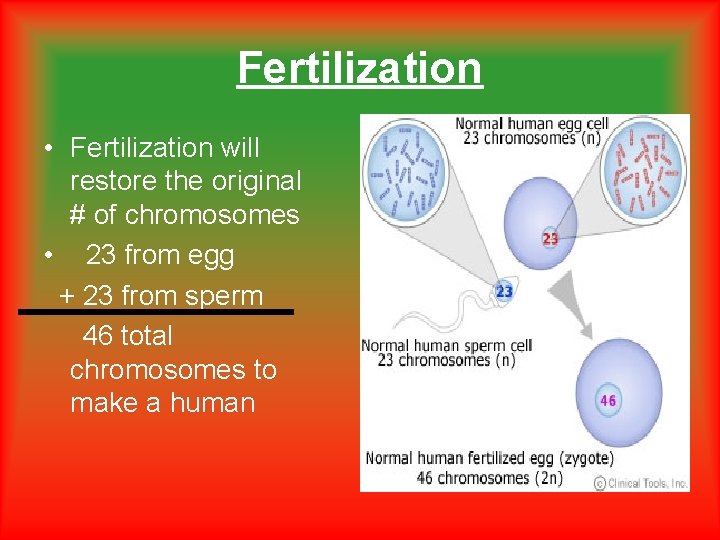 Fertilization • Fertilization will restore the original # of chromosomes • 23 from egg