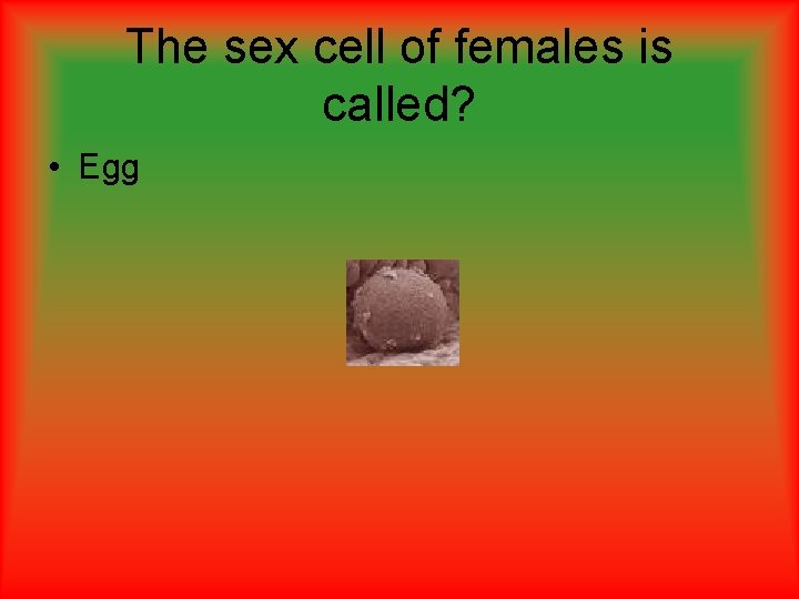 The sex cell of females is called? • Egg The sex cell of females is called? • Egg
