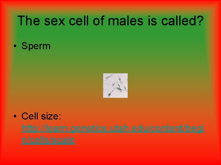 The sex cell of males is called? • Sperm • Cell size: http: //learn. The sex cell of males is called? • Sperm • Cell size: http: //learn.