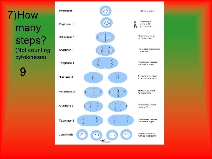 7)How many steps? 1 (Not counting cytokinesis) 9 Prophase 2 