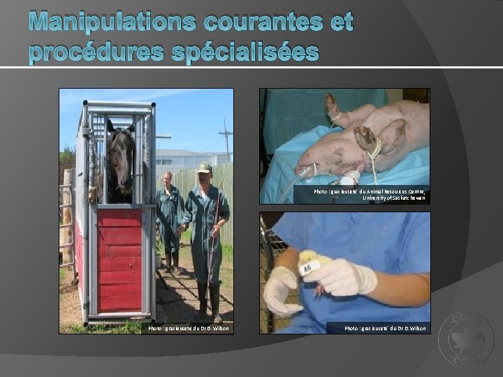 Manipulations courantes et procédures spécialisées Photo : gracieuseté du Animal Resources Centre, University of