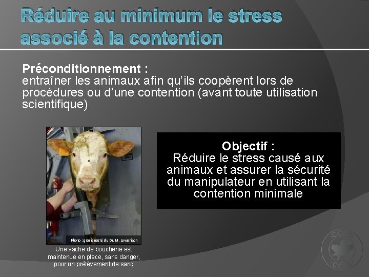 Réduire au minimum le stress associé à la contention Préconditionnement : entraîner les animaux