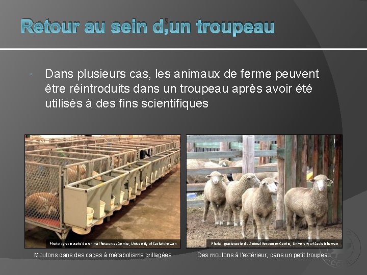 Retour au sein d’un troupeau Dans plusieurs cas, les animaux de ferme peuvent être