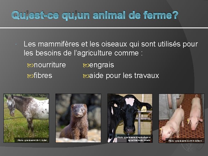 Qu’est-ce qu’un animal de ferme? Les mammifères et les oiseaux qui sont utilisés pour