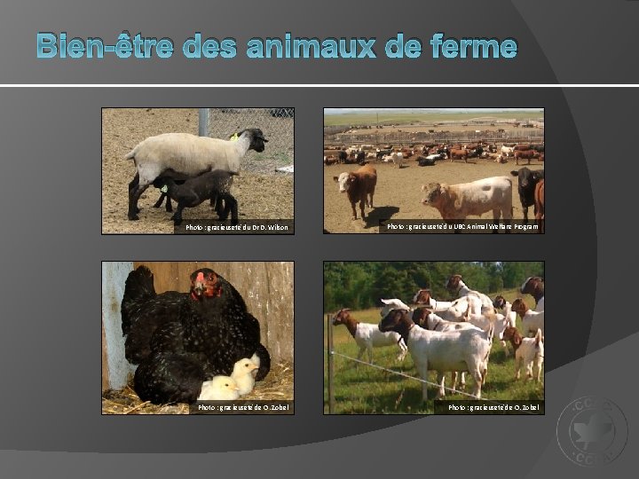 Bien-être des animaux de ferme Photo : gracieuseté du Dr D. Wilson Photo :