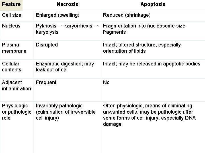 Feature Necrosis Apoptosis Cell size Enlarged (swelling) Nucleus Pyknosis → karyorrhexis → Fragmentation into