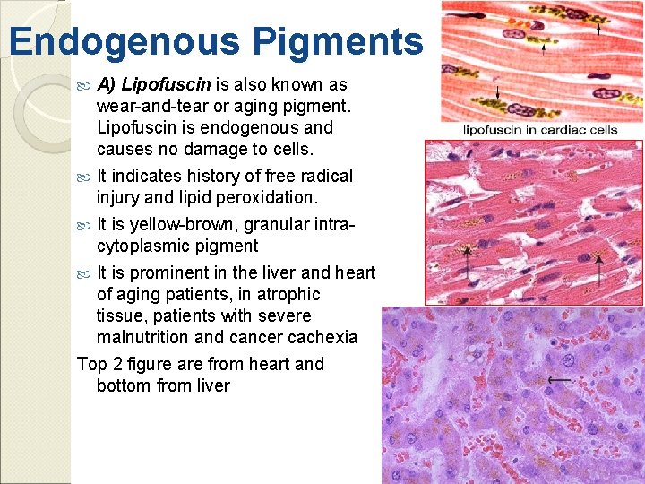 Endogenous Pigments A) Lipofuscin is also known as wear-and-tear or aging pigment. Lipofuscin is
